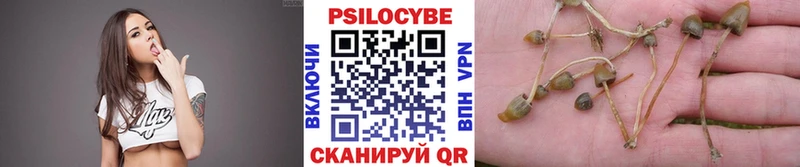 Псилоцибиновые грибы Cubensis цена Подпорожье